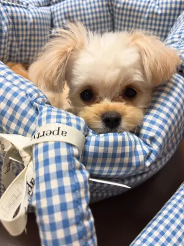 APERTY｜韓国発の犬用キャリーバッグ＆ペットウェアの正規取扱店 – MINIME