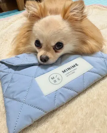 MINIME（ミニミー）｜ドッグウェアショップ