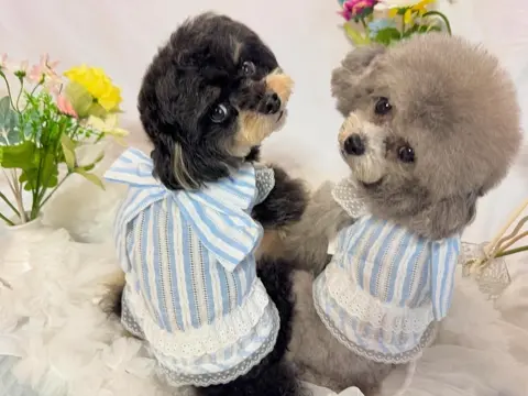 OPAAAP♡ニット犬服 韓国発 OPAAAP NEW グリッターフリルニット ☆3カラー☆ XS～XL