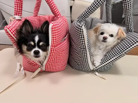 APERTY シルバー スリングバッグ 犬用キャリーバッグ　韓国ブランド APERTY wide bag – silver｜韓国発の犬用キャリーバッグ｜MINIME