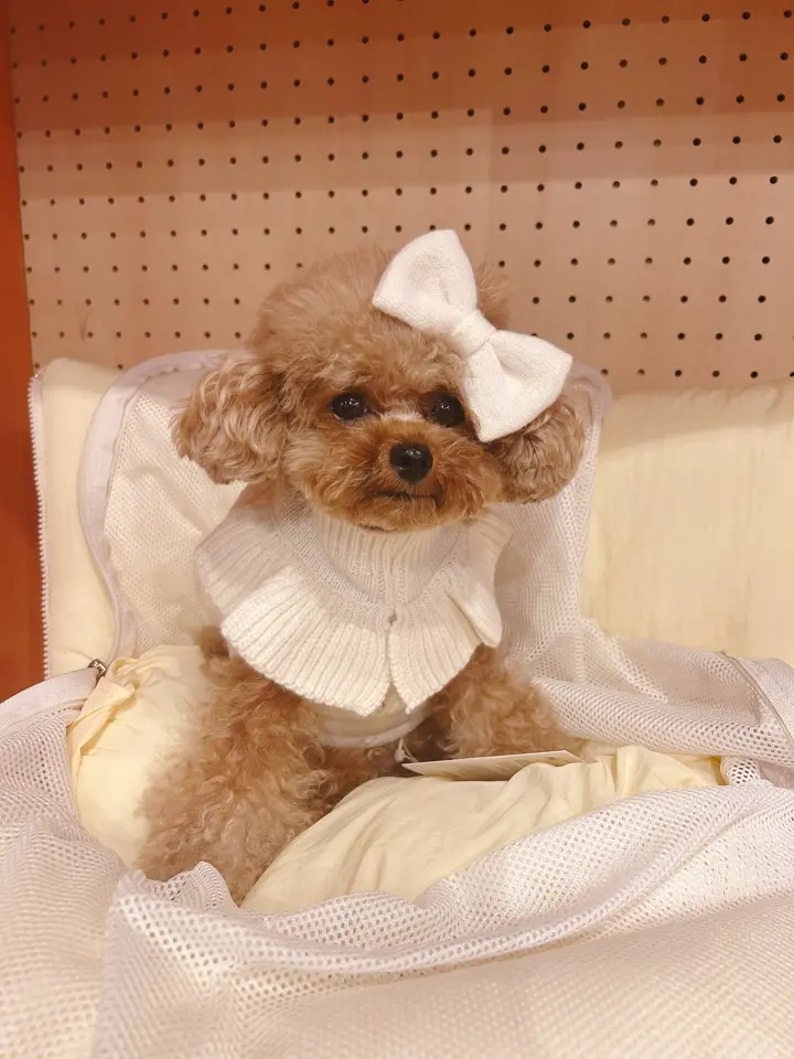 APERTY｜韓国発の犬用キャリーバッグ＆ペットウェアの正規取扱店 – MINIME