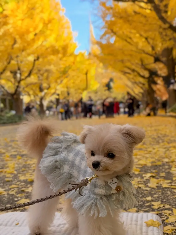 チェックポンチョニットコート（2色）
