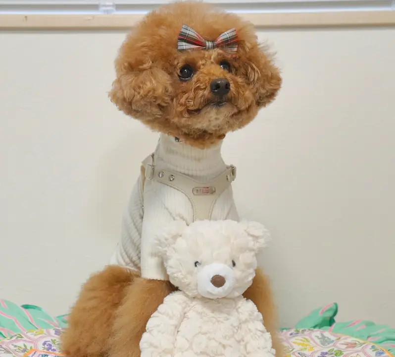 犬用ハーネス 負担が少ない 着脱簡単 革