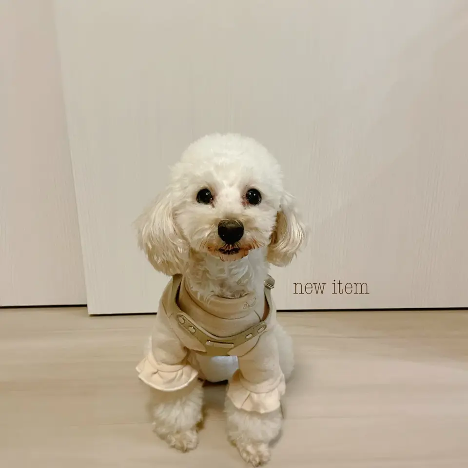 MINIME（ミニミー）｜韓国ドッグウェアのセレクトとオリジナルアイテム