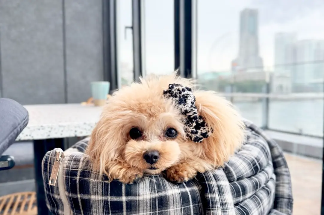 APERTY｜韓国発の犬用キャリーバッグ＆ペットウェアの正規取扱店 – MINIME