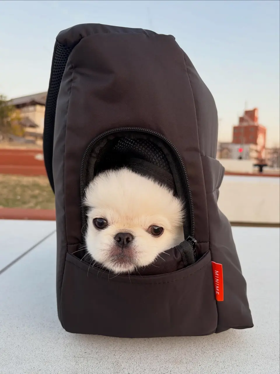 MINIME（ミニミー）｜韓国ドッグウェアのセレクトとオリジナルアイテム