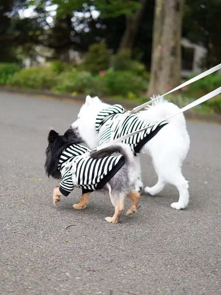 m*i様 【PERRO正規品】ヘッドスパ対応型 ☆オークションに変更☆ SCHOOL STRIPED HOODIE