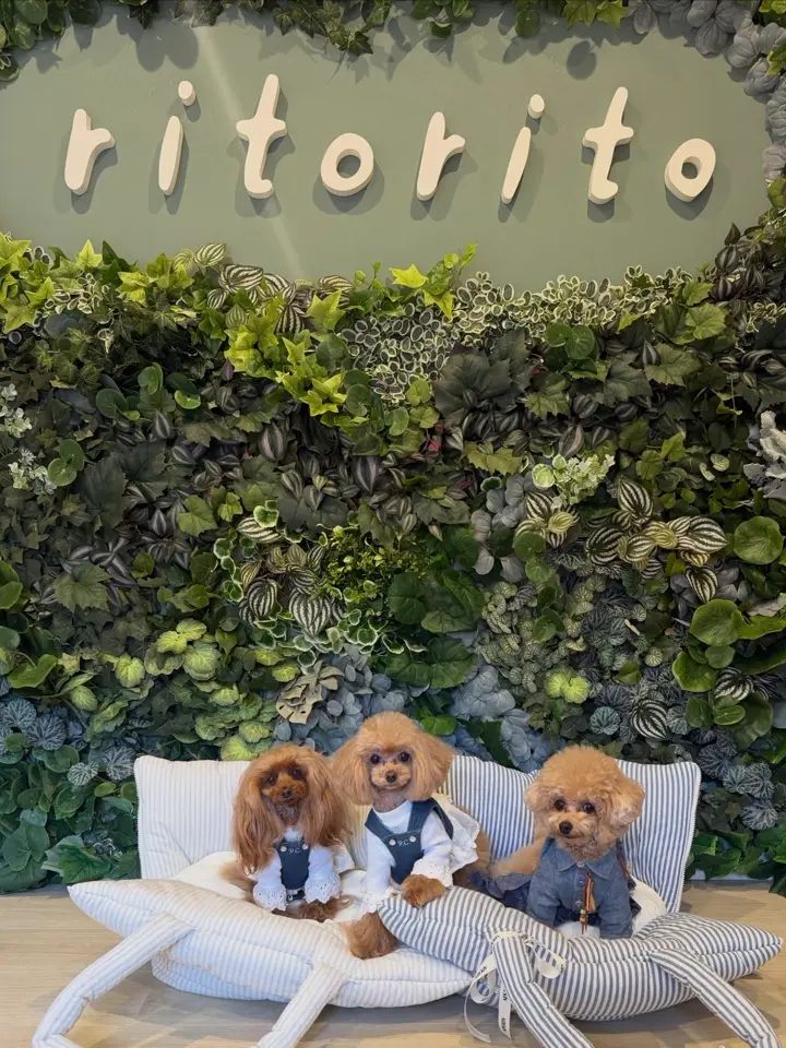APERTY｜韓国発の犬用キャリーバッグ＆ペットウェアの正規取扱店 – MINIME