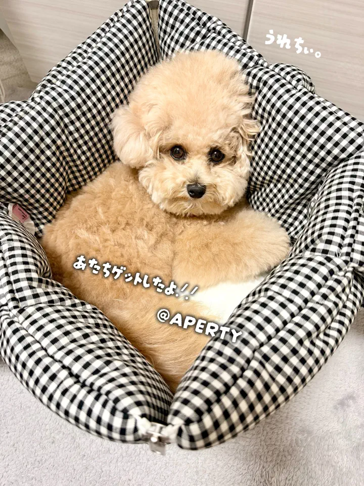 APERTY｜韓国発の犬用キャリーバッグ＆ペットウェアの正規取扱店 – MINIME