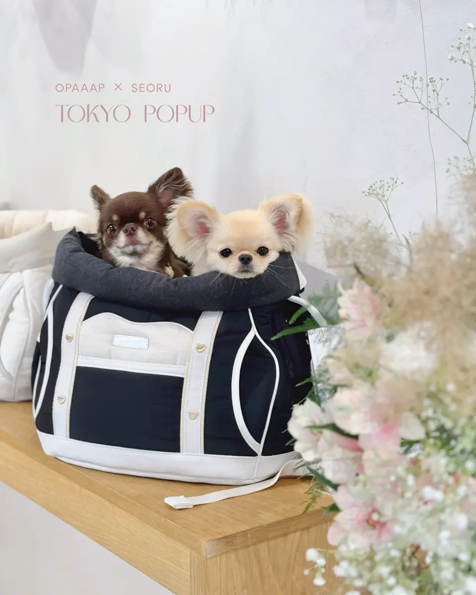 Seoru（ソル）｜韓国発のドッグライフスタイルブランドの正規取扱店