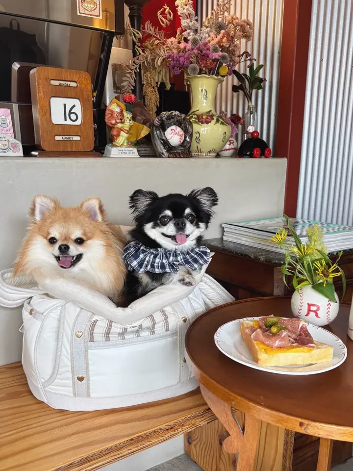 Seoru（ソル）｜韓国発のドッグライフスタイルブランドの正規取扱店