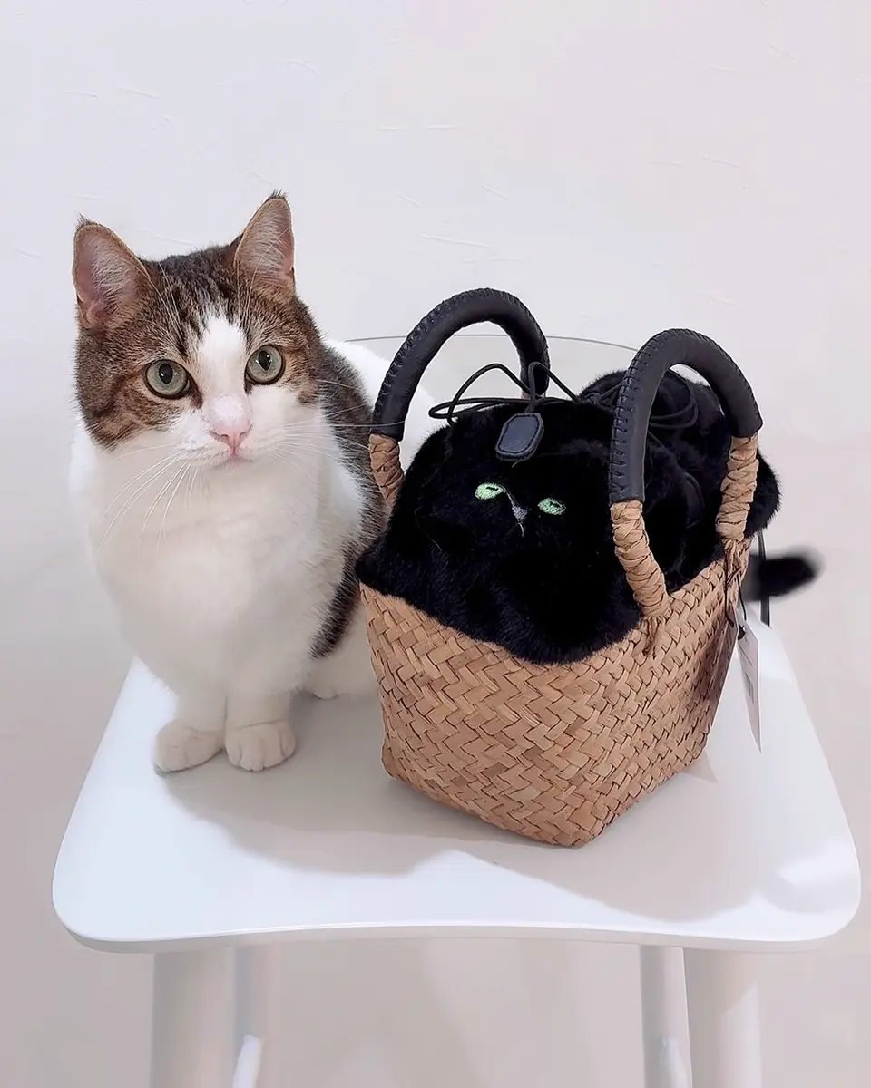 Minetpluche ミネットプリシュ｜「AIM医学研究支援プロジェクト」対象