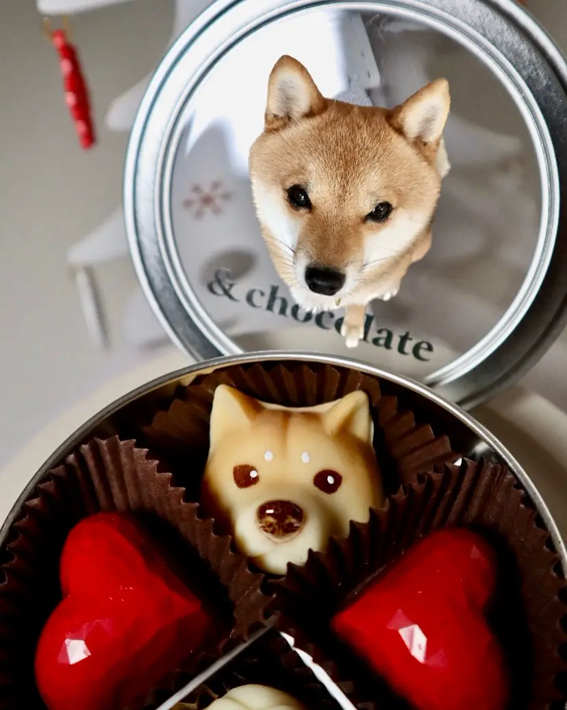 &chocolate（アンドチョコレート）」赤柴＆ハート缶 計4粒 紙袋付き