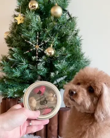 【SOLD】クリスマス⭐オーナメント ３個セット トイプードル SOLD】クリスマス⭐オーナメント 3個セット トイプードル