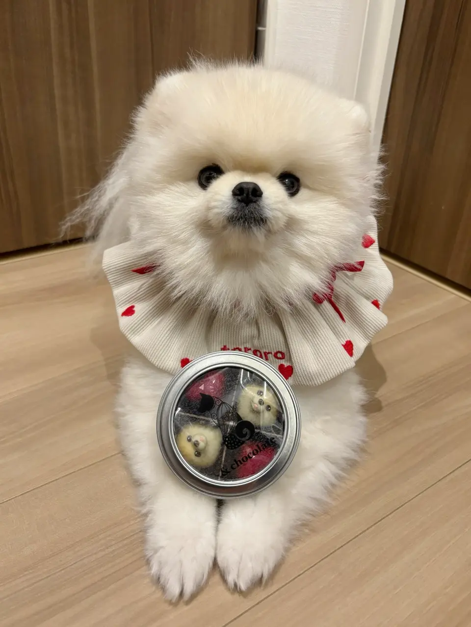 オーダー受付パネル♡チョコレートハウスのポメラニアン❤︎レアパネル オーダー受付パネル♡チョコレートハウスのポメラニアン❤︎レアパネル