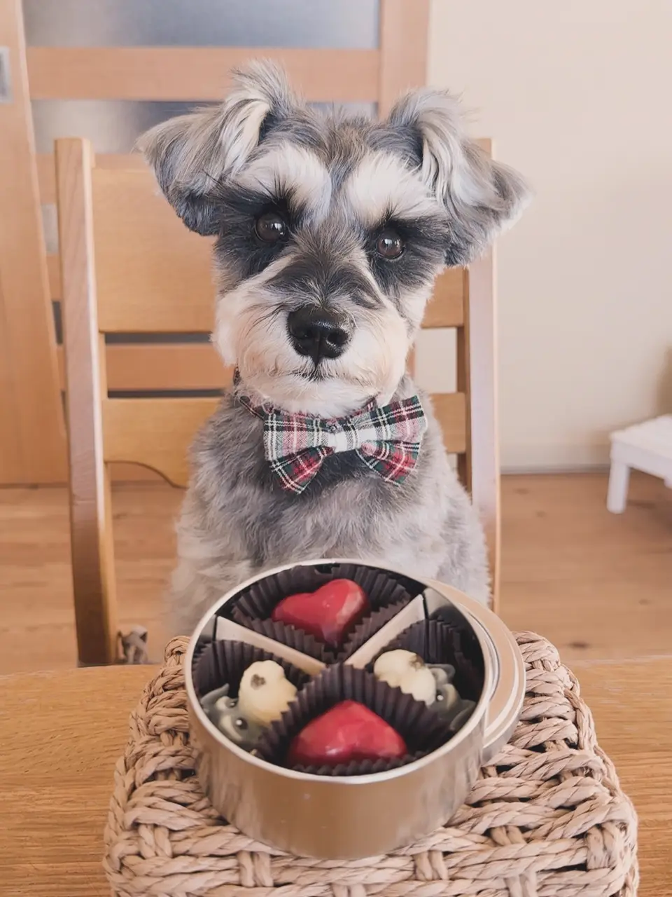 &chocolate（アンドチョコレート）」シュナウザー＆ハート缶 計4粒