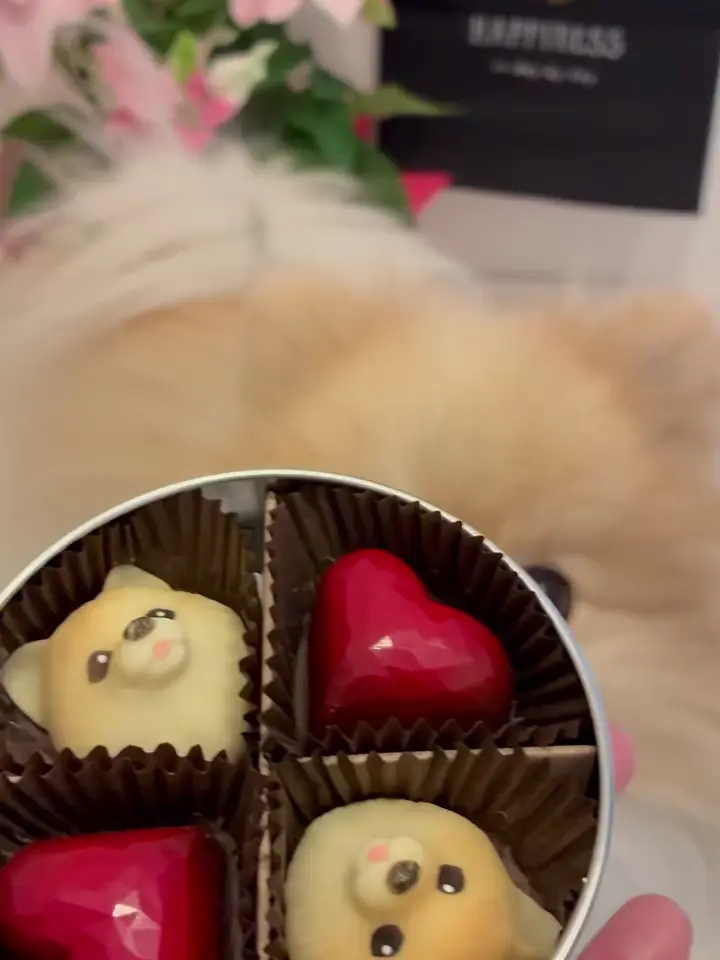 オーダー受付パネル♡チョコレートハウスのポメラニアン❤︎レアパネル オーダー受付パネル♡チョコレートハウスのポメラニアン❤︎レアパネル