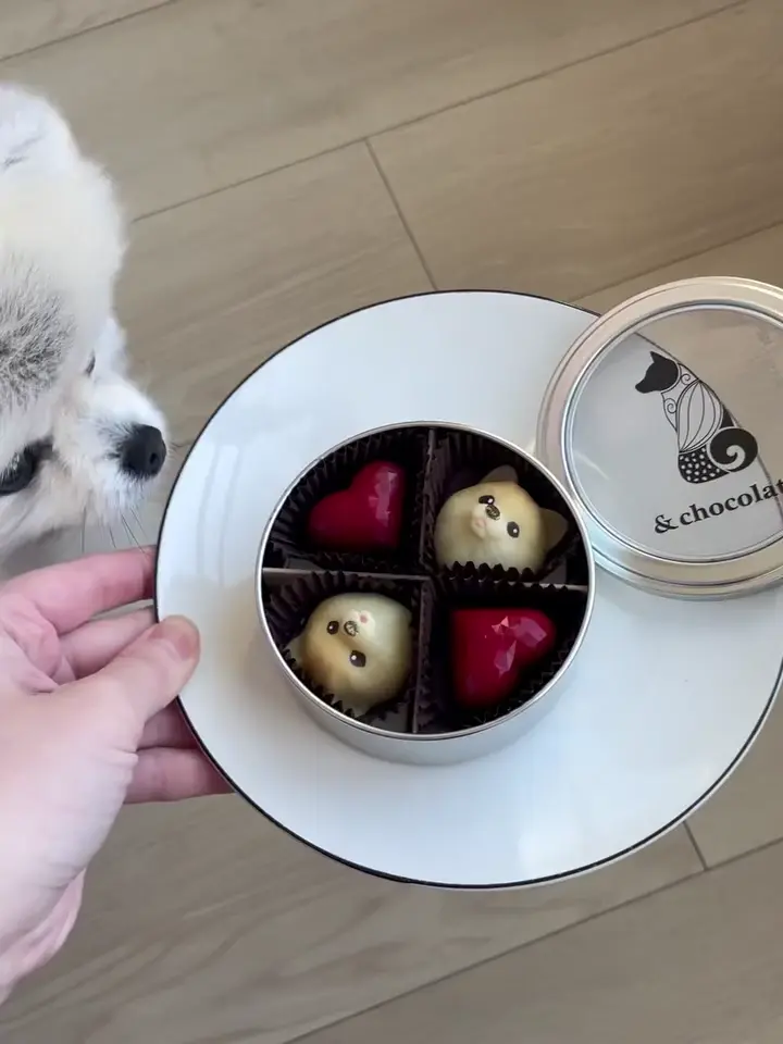 準備数：150点】「&chocolate」ポメラニアン＆ハート缶 計4粒 紙袋付き