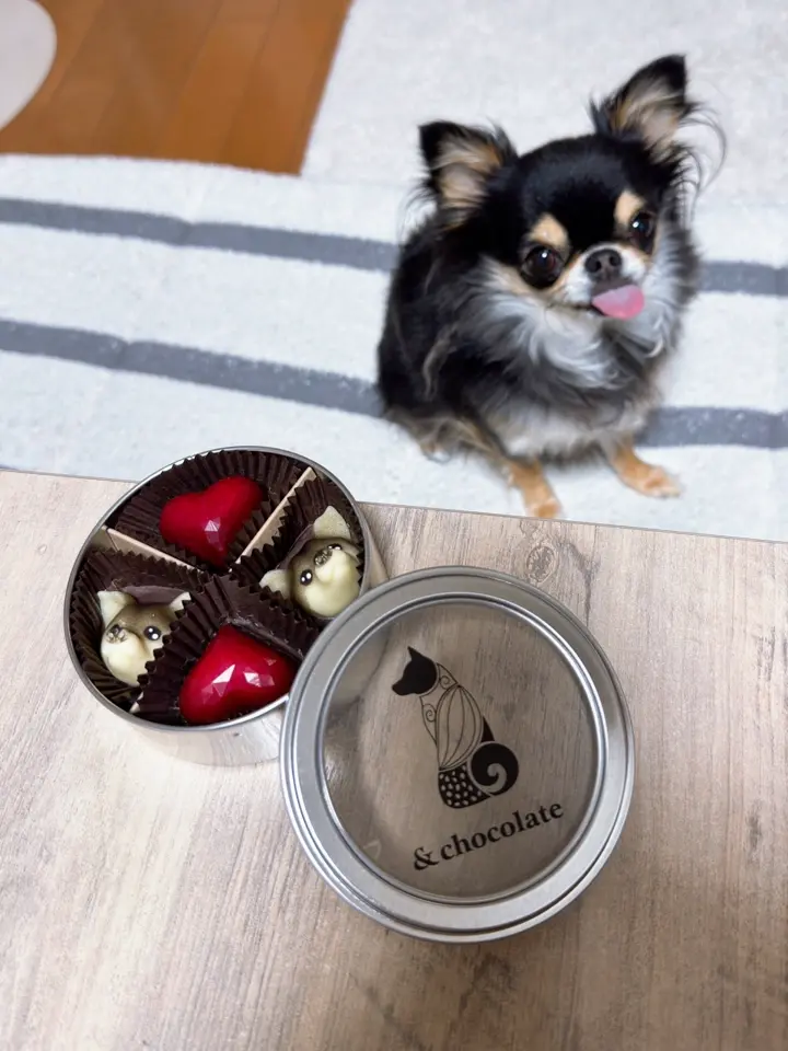 ディノスでしか買えない】「&chocolate」チワワ（毛色：ブラック