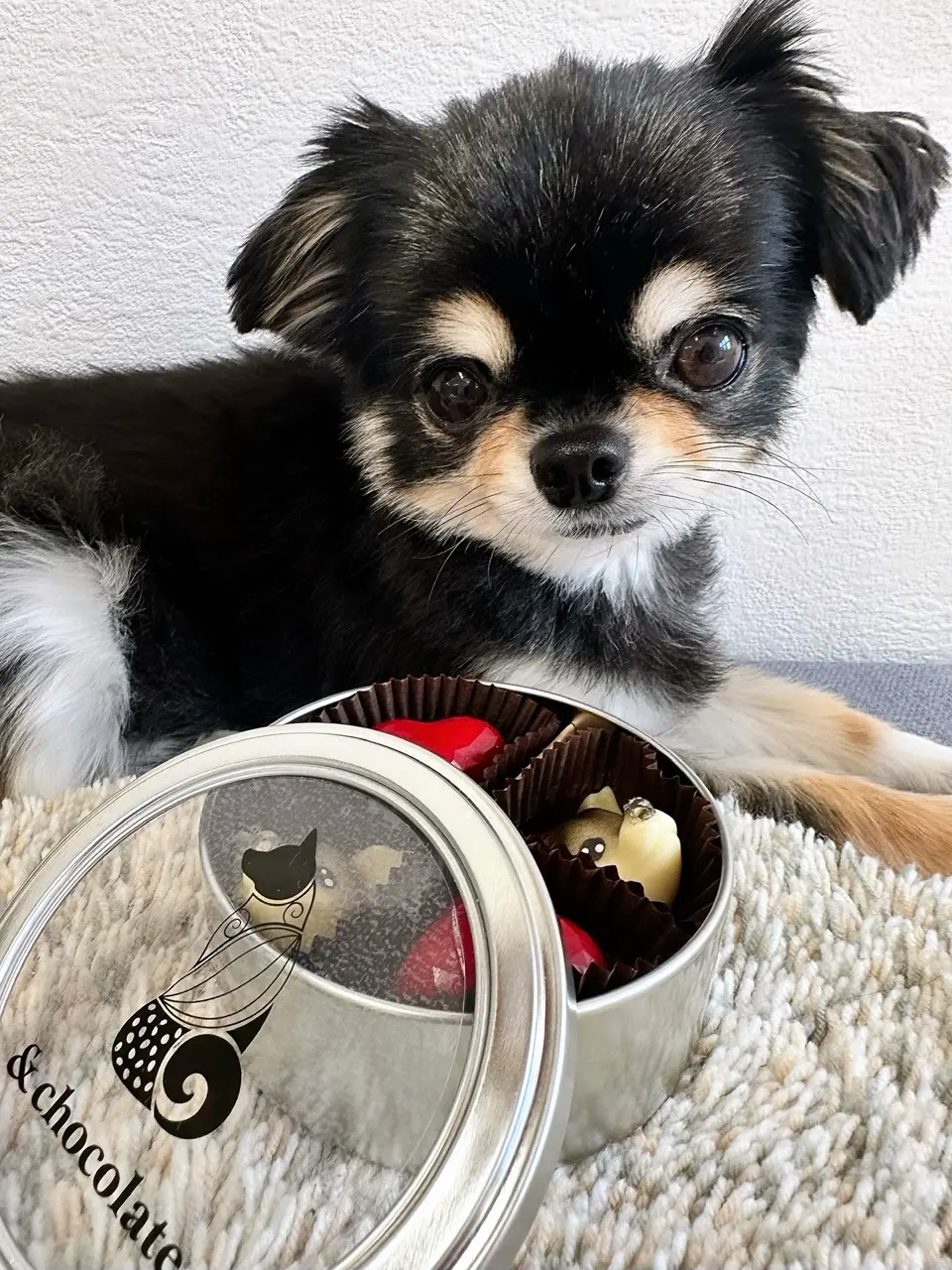 ディノスでしか買えない】「&chocolate」チワワ（毛色：クリーム