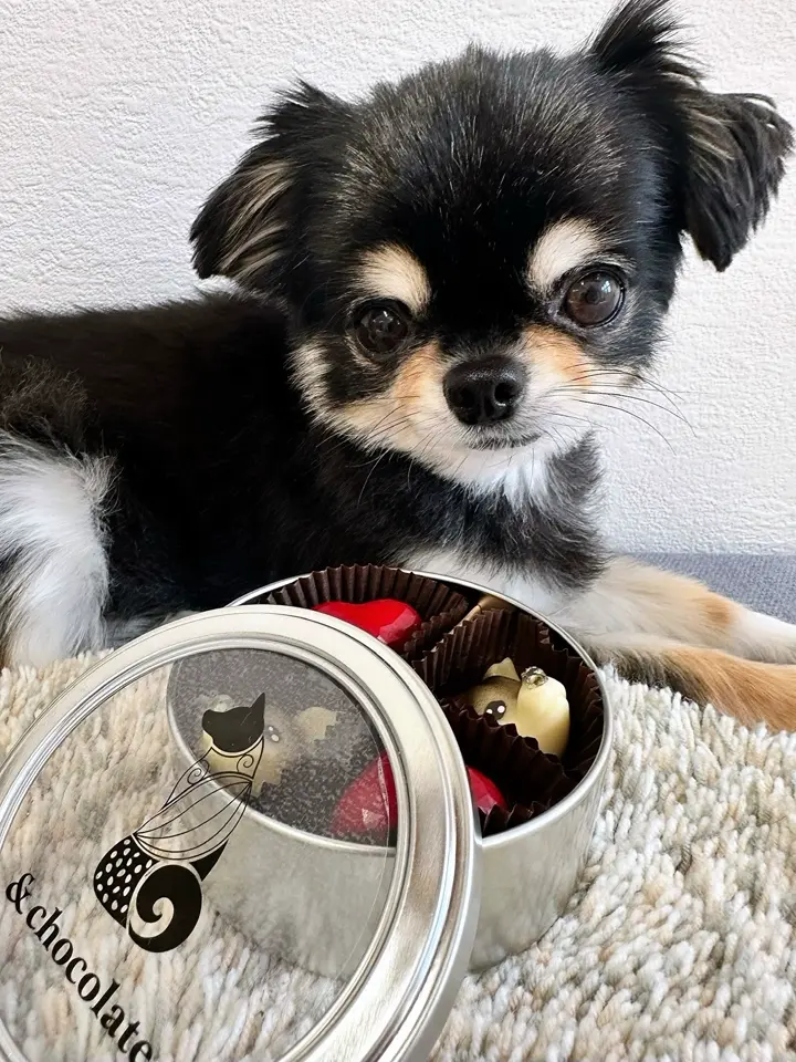 ディノスでしか買えない】「&chocolate」チワワ（毛色：ブラック