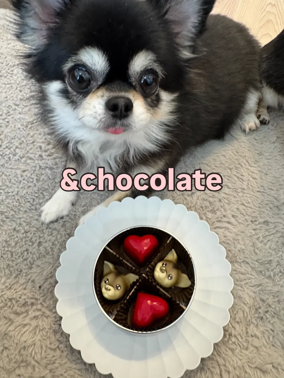 ディノスでしか買えない】「&chocolate」チワワ（毛色：ブラック