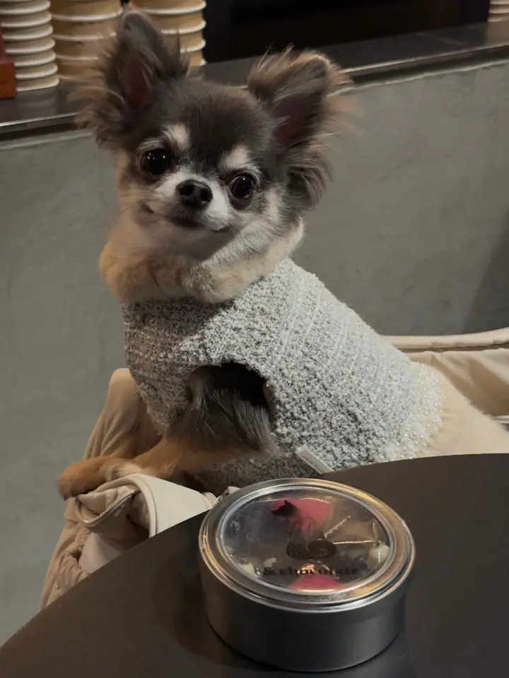 準備数：300点】【ディノスでしか買えない】「&chocolate」チワワ