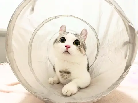 ねこ 猫小町カラー 金魚 レッド | ペティオ オンライン ショップ本店