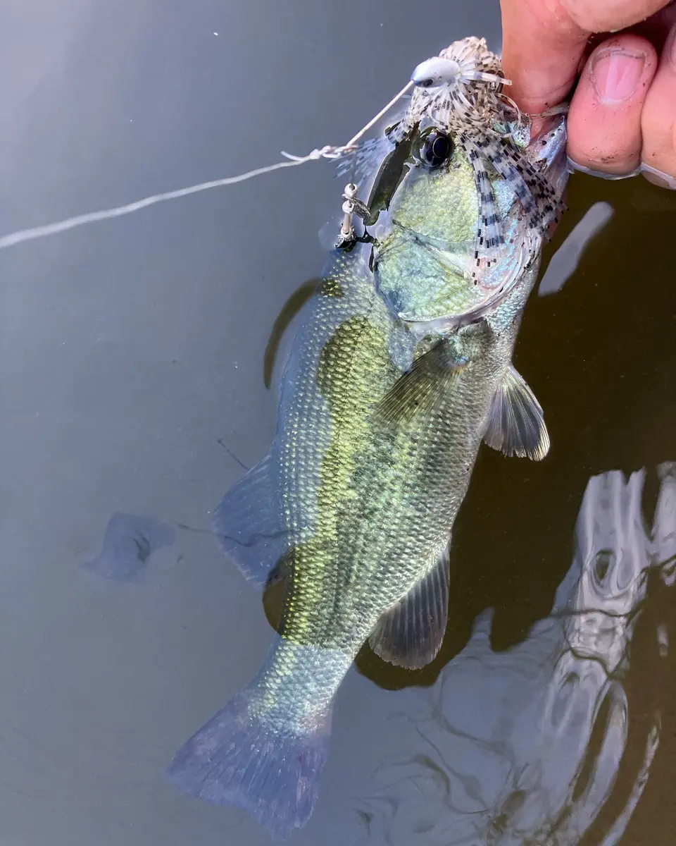 スピナーベイト 3．5G【公式】≪1個からお届け≫Can☆Doネットショップ