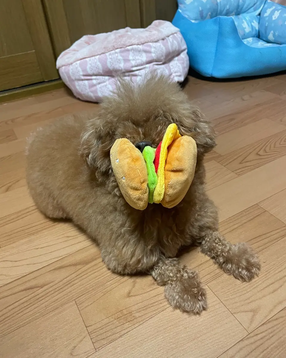 シャカシャカおもちゃホットドッグ【公式】≪1個からお届け≫Can☆Do