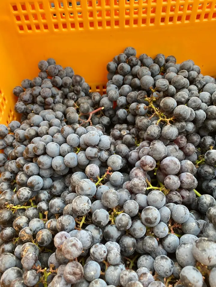 The Trial Batch マルチブレンド 2022 750ml 5本セット The Trial Batch マルチブレンド 2022 750ml 5本セット The Trial