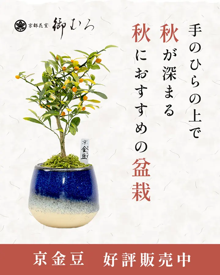 種栽培セット| 【ミニ盆栽通販】小品盆栽の通販なら京都花室おむろ