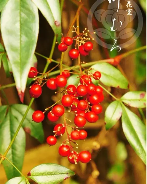 2025年 数量限定 葉桜】 京都小鉢（ミニ盆栽）京桜シリーズ 平安八重