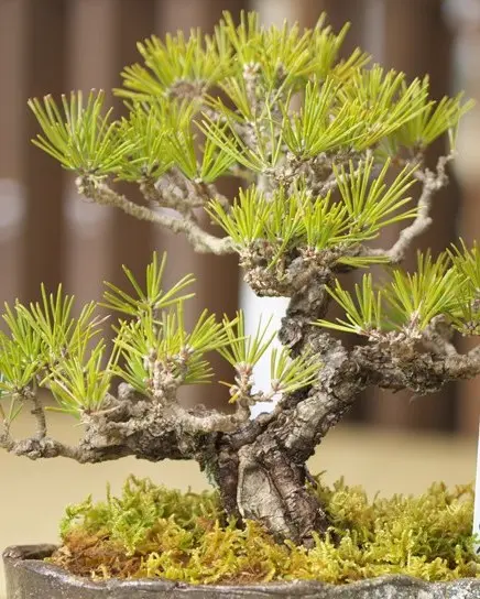 多幹盆栽 白い鉢山ツツジ株がかなりいい感じですオススメです 多幹盆栽 白い鉢山ツツジ株がかなりいい感じですオススメです 多幹盆栽