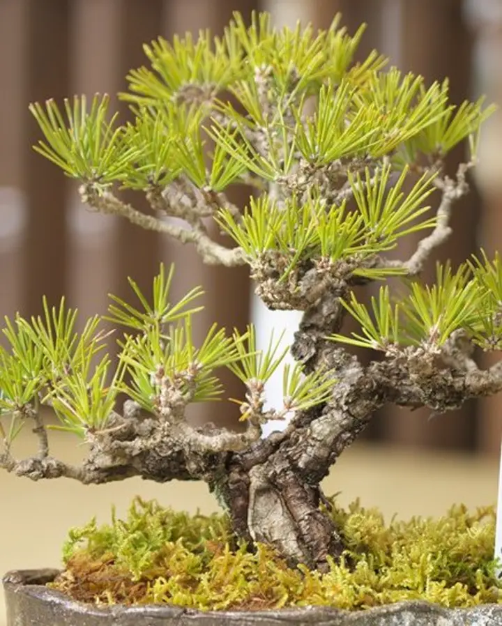 クチナシ盆栽の特徴は？育て方のポイントを解説 【ミニ盆栽通販】小品