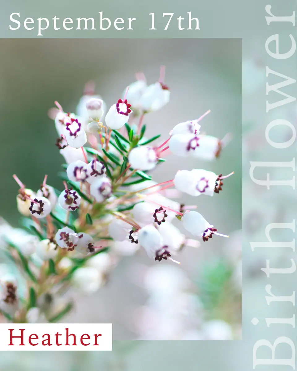 景徳鎮 沙紅開窓仙鶴花鳥図菖蒲鉢 花鉢 大盆栽 小盆栽 鳥泥長方窓入 盆栽鉢 12号 鉢幅38cm×奥行き30cm×高さ9cm を販売｜盆栽