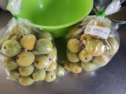 当日発送　【7/2収穫】新潟県産　生梅　(青梅) 10kg その② 梅 42cc0d08a4ae2d4616c9c16b595d90