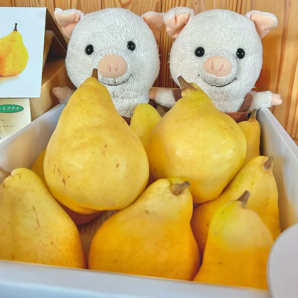 新潟直送計画】ル・レクチェ（贈答用・家庭用） – 梨工房みつば会