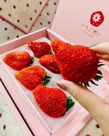 ライチ1万円値下❗️実付❗️34篤姫　耐寒性 ライチ1万円値下❗️実付❗️34篤姫 耐寒性 ライチ11000