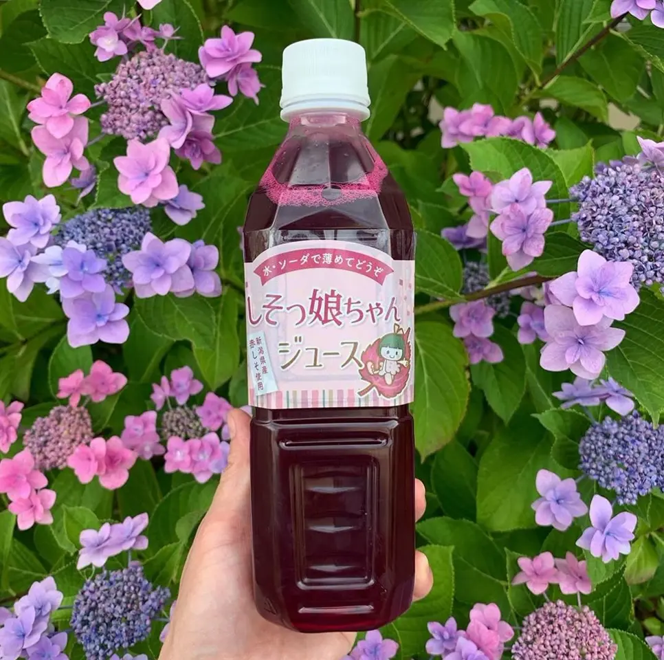 Grape 靴　シューズ　レア　シルバー　ピンク　シール付き　箱付き　240mm 靴 GRAPE 靴 GRAPE 楽天市場】ZX（ブランドアディダス・カラーレッド