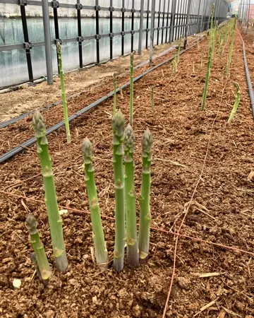 新潟直送計画】新発田産グリーンアスパラガス – たかさわ農園