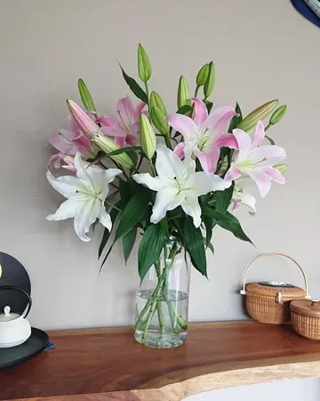 新潟直送計画】オリエンタルユリ – タキザワのユリ