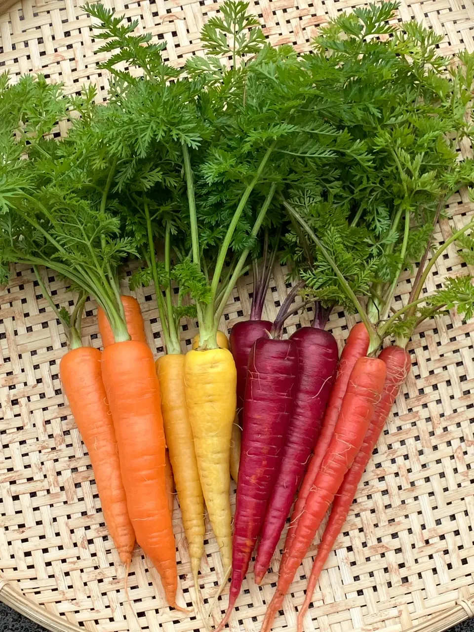 新潟直送計画】新潟県産 カラフルにんじん・雪熟成にんじん – たかさわ農園