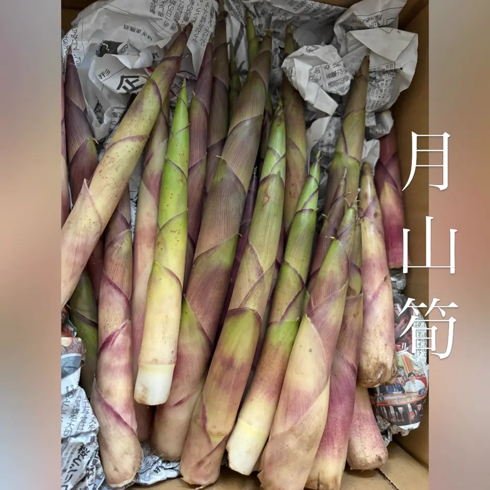 山形直送計画】山形県産 根曲竹「月山筍」 – サクラヒラリ
