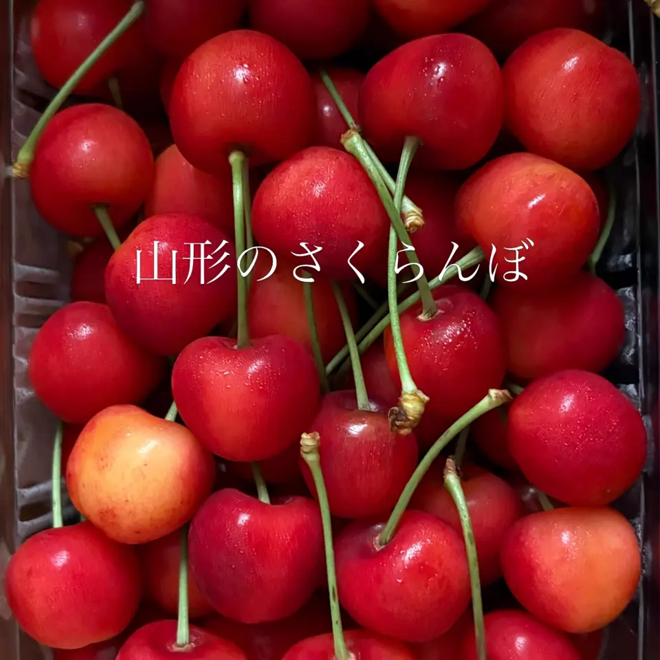 山形直送計画】山形県産さくらんぼ – フルーツフォレスト
