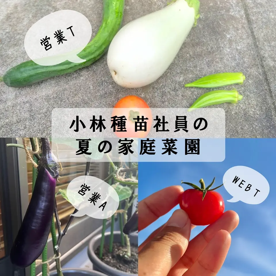 小林種苗 ナス種子 くちどけ茄子(豊潤)＊種子有効期限2026年10月末