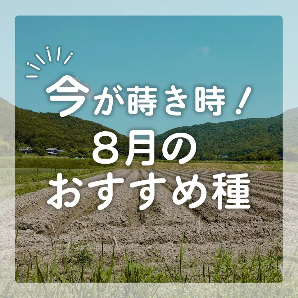 小林種苗 コールラビ種子 マツコEX ＊種子有効期限2026年5月末 | 小林