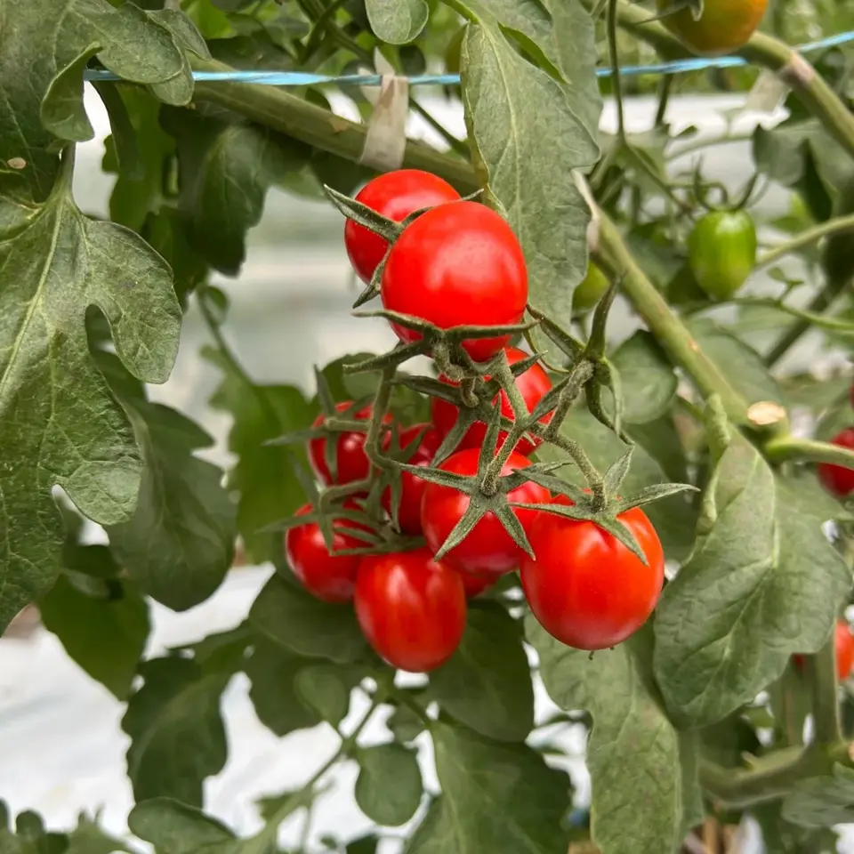 トマトー ミディフルBOX（2kg） | Lacycle mall（ラシクルモール）