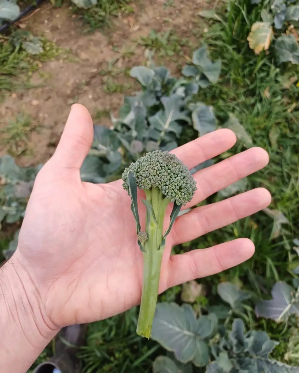 匿名発送】ブロッコリー種子（サミット）5000粒。春まきにいかが