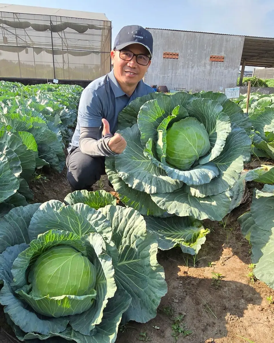 低農薬キャベツ苗16本 日本農林社 キャベツ種子 NNS-C-91【取り寄せ注文】